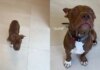 Newly Arrived Shelter Puppy Is Ready for Someone To Give Her a Loving Home Newly Arrived Shelter Puppy Is Ready for Someone To Give Her a Loving Home