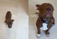 Newly Arrived Shelter Puppy Is Ready for Someone To Give Her a Loving Home Newly Arrived Shelter Puppy Is Ready for Someone To Give Her a Loving Home