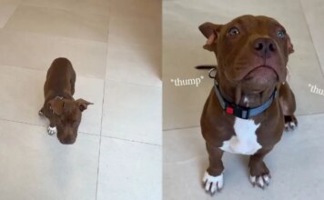 Newly Arrived Shelter Puppy Is Ready for Someone To Give Her a Loving Home Newly Arrived Shelter Puppy Is Ready for Someone To Give Her a Loving Home