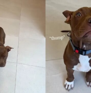 Newly Arrived Shelter Puppy Is Ready for Someone To Give Her a Loving Home Newly Arrived Shelter Puppy Is Ready for Someone To Give Her a Loving Home