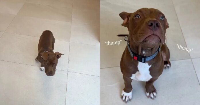 Newly Arrived Shelter Puppy Is Ready for Someone To Give Her a Loving Home