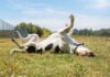 OTC Allergy Meds for Dogs OTC Allergy Meds for Dogs