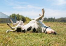 OTC Allergy Meds for Dogs OTC Allergy Meds for Dogs