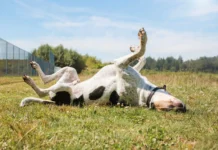 OTC Allergy Meds for Dogs OTC Allergy Meds for Dogs