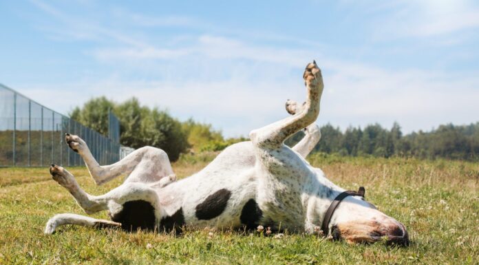 OTC Allergy Meds for Dogs OTC Allergy Meds for Dogs