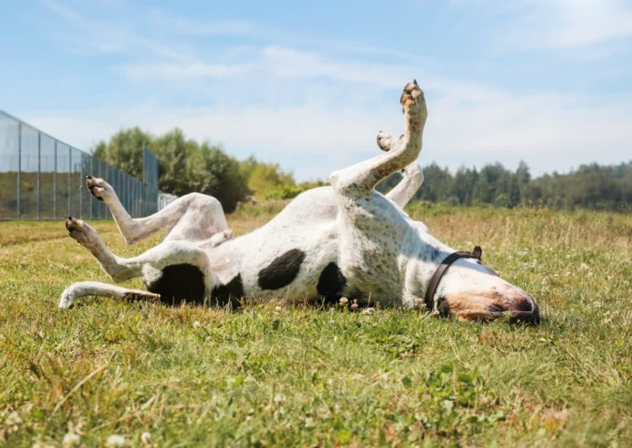 OTC Allergy Meds for Dogs