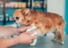 OTC Pain Meds for Dogs OTC Pain Meds for Dogs