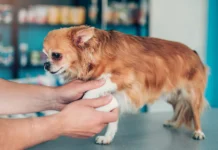 OTC Pain Meds for Dogs OTC Pain Meds for Dogs