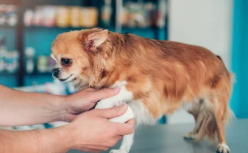 OTC Pain Meds for Dogs OTC Pain Meds for Dogs