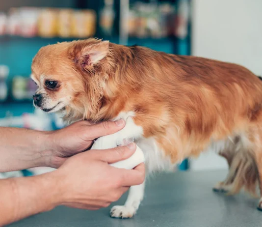 OTC Pain Meds for Dogs OTC Pain Meds for Dogs
