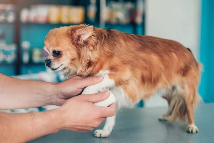OTC Pain Meds for Dogs