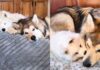 Older Dog Gets No Peace From His Puppy Sister, Then Slowly Discovers She’s Pretty Good Company Older Dog Gets No Peace From His Puppy Sister, Then Slowly Discovers She’s Pretty Good Company