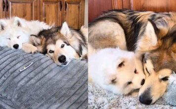 Older Dog Gets No Peace From His Puppy Sister, Then Slowly Discovers She’s Pretty Good Company Older Dog Gets No Peace From His Puppy Sister, Then Slowly Discovers She’s Pretty Good Company