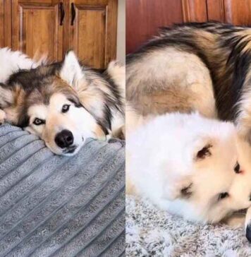 Older Dog Gets No Peace From His Puppy Sister, Then Slowly Discovers She’s Pretty Good Company Older Dog Gets No Peace From His Puppy Sister, Then Slowly Discovers She’s Pretty Good Company