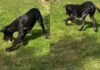 Puppy Finds Mom’s Only Apple, and Apparently It’s a Toy Puppy Finds Mom’s Only Apple, and Apparently It’s a Toy