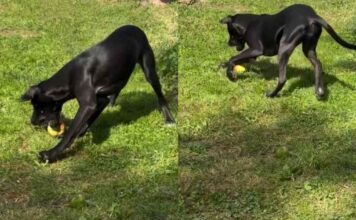 Puppy Finds Mom’s Only Apple, and Apparently It’s a Toy Puppy Finds Mom’s Only Apple, and Apparently It’s a Toy
