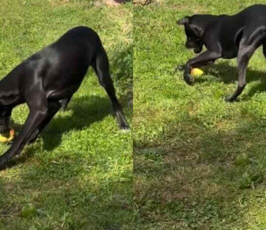 Puppy Finds Mom’s Only Apple, and Apparently It’s a Toy Puppy Finds Mom’s Only Apple, and Apparently It’s a Toy
