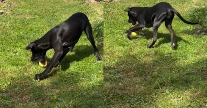 Puppy-Finds-Moms-Only-Apple-and-Apparently-Its-a-Toy.jpg Puppy Finds Mom’s Only Apple, and Apparently It’s a Toy