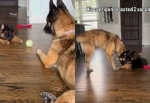 Puppy’s Tough-Guy Act Ends Fast When Big Dog Gets Up Puppy’s Tough-Guy Act Ends Fast When Big Dog Gets Up