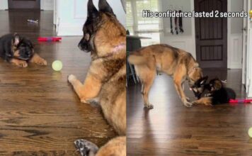 Puppy’s Tough-Guy Act Ends Fast When Big Dog Gets Up Puppy’s Tough-Guy Act Ends Fast When Big Dog Gets Up