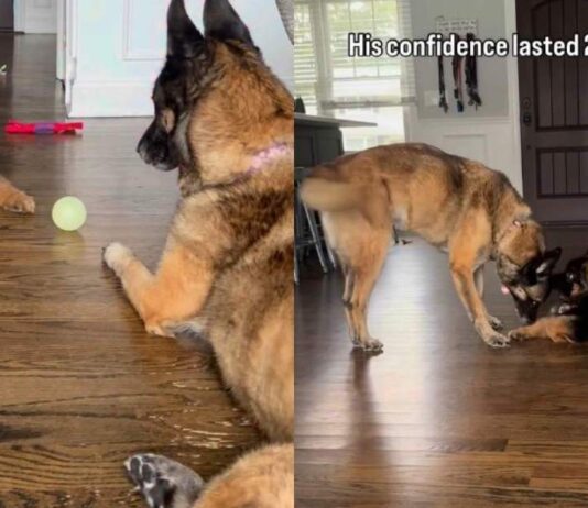 Puppy’s Tough-Guy Act Ends Fast When Big Dog Gets Up Puppy’s Tough-Guy Act Ends Fast When Big Dog Gets Up