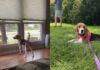 Rescue Beagle Teaches Foster Family an Unforgettable Lesson in Trust Rescue Beagle Teaches Foster Family an Unforgettable Lesson in Trust