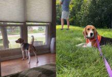 Rescue Beagle Teaches Foster Family an Unforgettable Lesson in Trust Rescue Beagle Teaches Foster Family an Unforgettable Lesson in Trust