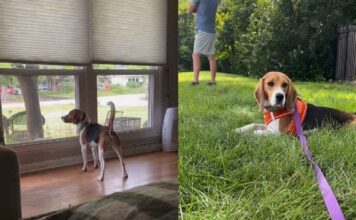 Rescue Beagle Teaches Foster Family an Unforgettable Lesson in Trust Rescue Beagle Teaches Foster Family an Unforgettable Lesson in Trust