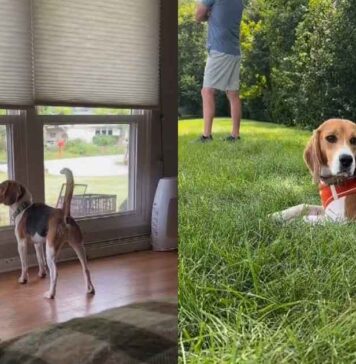 Rescue Beagle Teaches Foster Family an Unforgettable Lesson in Trust Rescue Beagle Teaches Foster Family an Unforgettable Lesson in Trust