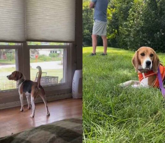 Rescue Beagle Teaches Foster Family an Unforgettable Lesson in Trust Rescue Beagle Teaches Foster Family an Unforgettable Lesson in Trust