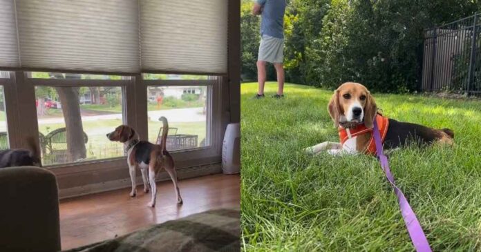 Rescue Beagle Teaches Foster Family an Unforgettable Lesson in Trust