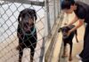 Rescue Dog Gets a Second Chance & Settles Into His New Family Like He’s Always Belonged Rescue Dog Gets a Second Chance & Settles Into His New Family Like He’s Always Belonged