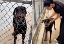 Rescue Dog Gets a Second Chance & Settles Into His New Family Like He’s Always Belonged Rescue Dog Gets a Second Chance & Settles Into His New Family Like He’s Always Belonged
