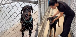 Rescue Dog Gets a Second Chance & Settles Into His New Family Like He’s Always Belonged