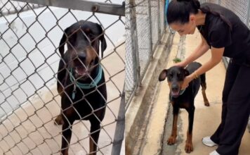 Rescue Dog Gets a Second Chance & Settles Into His New Family Like He’s Always Belonged Rescue Dog Gets a Second Chance & Settles Into His New Family Like He’s Always Belonged