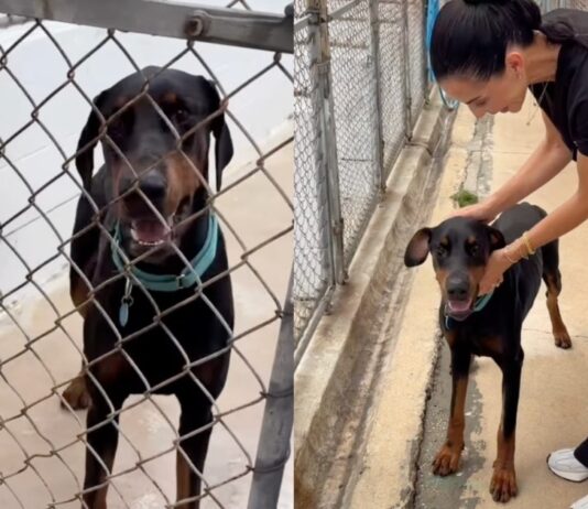 Rescue Dog Gets a Second Chance & Settles Into His New Family Like He’s Always Belonged Rescue Dog Gets a Second Chance & Settles Into His New Family Like He’s Always Belonged