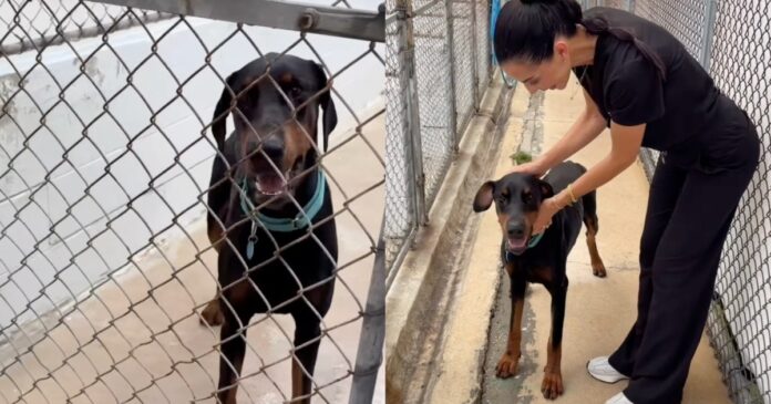 Rescue Dog Gets a Second Chance & Settles Into His New Family Like He’s Always Belonged