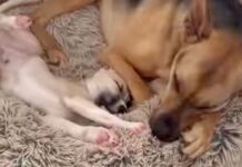 Rescue Dog Has the Sweetest Habit of Seeking Out His Tiny Puppy Sibling for Naps Rescue Dog Has the Sweetest Habit of Seeking Out His Tiny Puppy Sibling for Naps