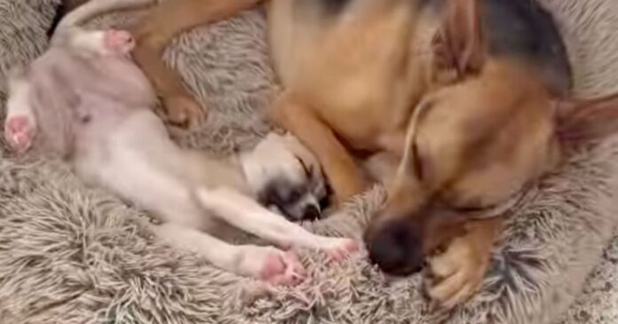 Rescue Dog Has the Sweetest Habit of Seeking Out His Tiny Puppy Sibling for Naps
