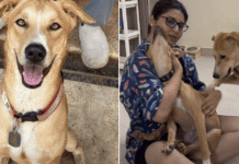Rescue Dog Leans Into Affection After His Family Left & He Still Has So Much Love to Give Rescue Dog Leans Into Affection After His Family Left & He Still Has So Much Love to Give