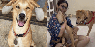 Rescue Dog Leans Into Affection After His Family Left & He Still Has So Much Love to Give