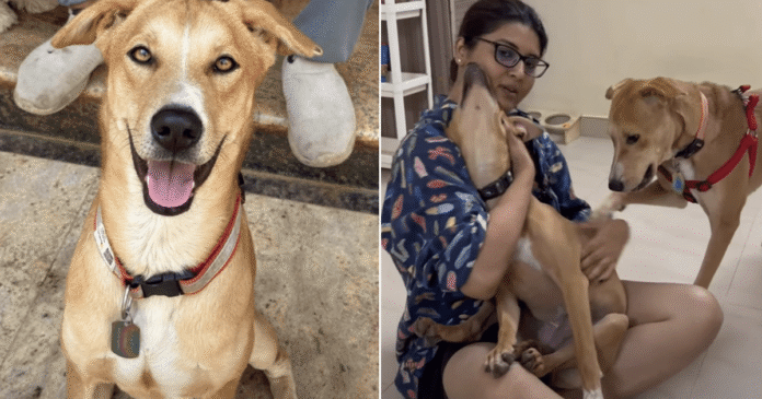 Rescue Dog Leans Into Affection After His Family Left & He Still Has So Much Love to Give