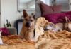 Rescue Dog & Puppy Brother Turn Dad’s Suggested Break Into the Sweetest Nap Rescue Dog & Puppy Brother Turn Dad’s Suggested Break Into the Sweetest Nap