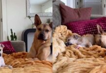 Rescue Dog & Puppy Brother Turn Dad’s Suggested Break Into the Sweetest Nap Rescue Dog & Puppy Brother Turn Dad’s Suggested Break Into the Sweetest Nap
