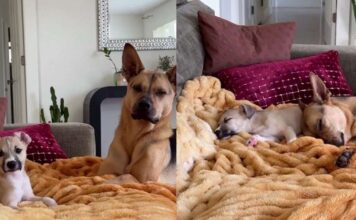 Rescue Dog & Puppy Brother Turn Dad’s Suggested Break Into the Sweetest Nap Rescue Dog & Puppy Brother Turn Dad’s Suggested Break Into the Sweetest Nap