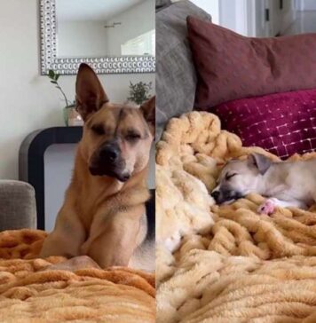Rescue Dog & Puppy Brother Turn Dad’s Suggested Break Into the Sweetest Nap Rescue Dog & Puppy Brother Turn Dad’s Suggested Break Into the Sweetest Nap