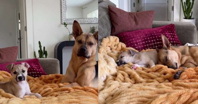 Rescue Dog & Puppy Brother Turn Dad’s Suggested Break Into the Sweetest Nap