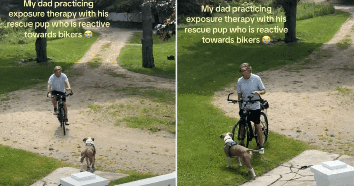Rescue-Dog-Struggles-Around-Cyclists-So-His-Dad-Gets.png Rescue Dog Struggles Around Cyclists & So His Dad Gets on a Bike to Help Him Feel Safe