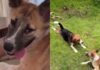 Rescue Dog Walks Into a Happy New Life — Once Unable To Move, She Now Has a Loving Home Rescue Dog Walks Into a Happy New Life — Once Unable To Move, She Now Has a Loving Home