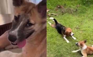 Rescue Dog Walks Into a Happy New Life — Once Unable To Move, She Now Has a Loving Home Rescue Dog Walks Into a Happy New Life — Once Unable To Move, She Now Has a Loving Home